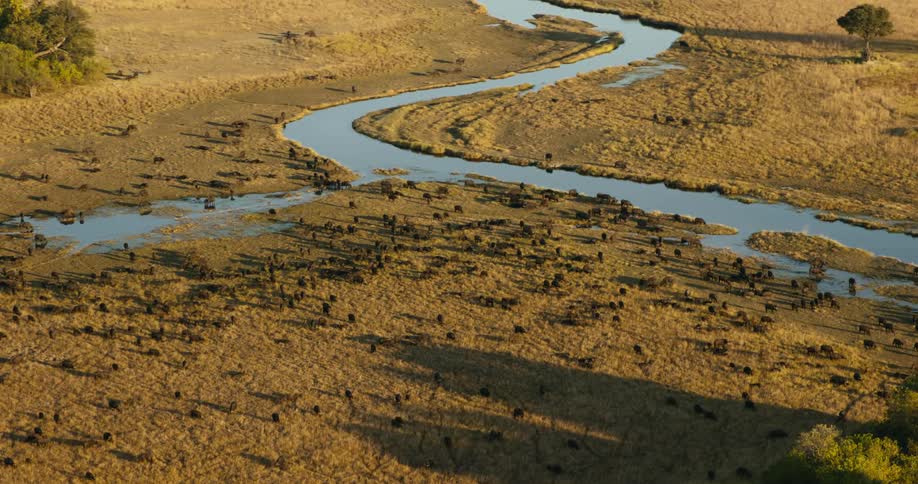 Aerial panorama of wild animals in a jungle surrounded by rivers