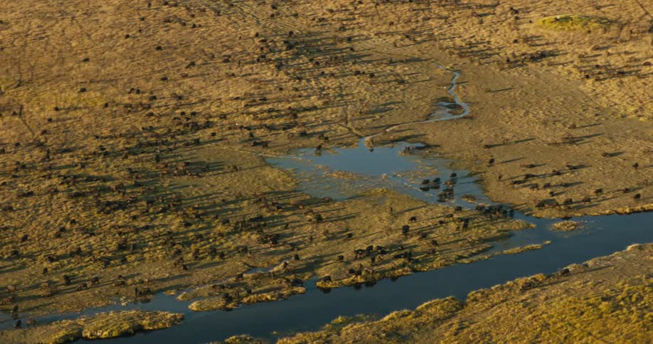 An aerial view of a group of animals near a lake in a savannah