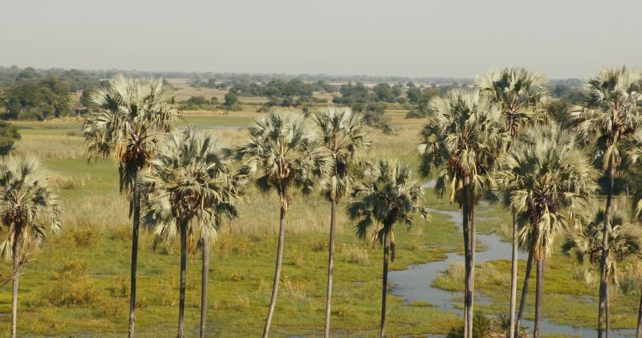 A row of palm trees are by the swamp