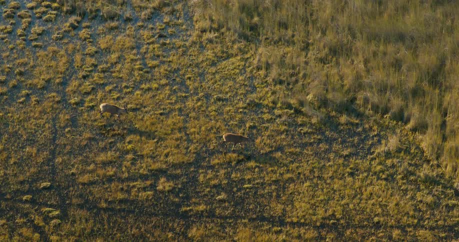Two rare Sitatunga antelope cross a marshy area near a grassland