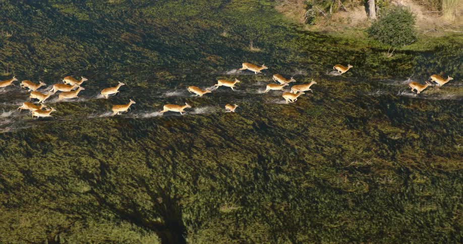 A herd of red lechwes antelopes run through a marshy area
