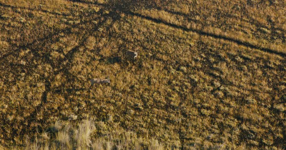 Two rare Sitatunga antelopes walking and a field of yellow grass seen from above
