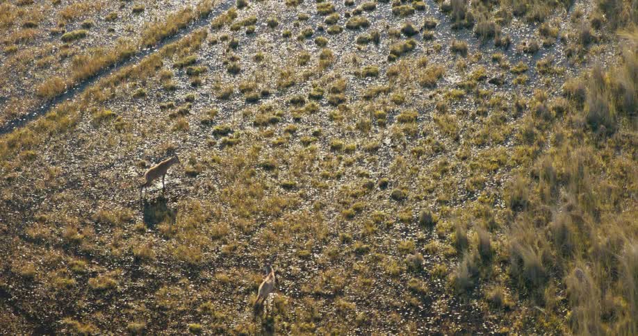 Aerial view of a rare Sitatunga antelope in the Okavango Delta