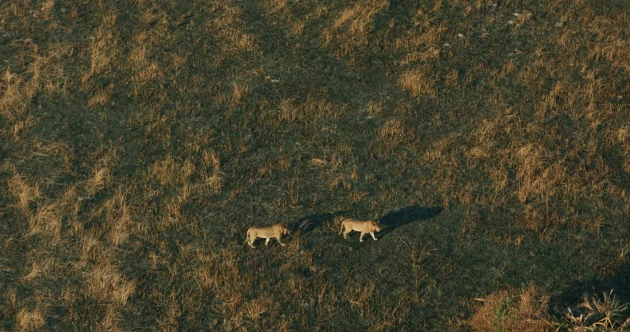 Two lions walk over a grassy plain