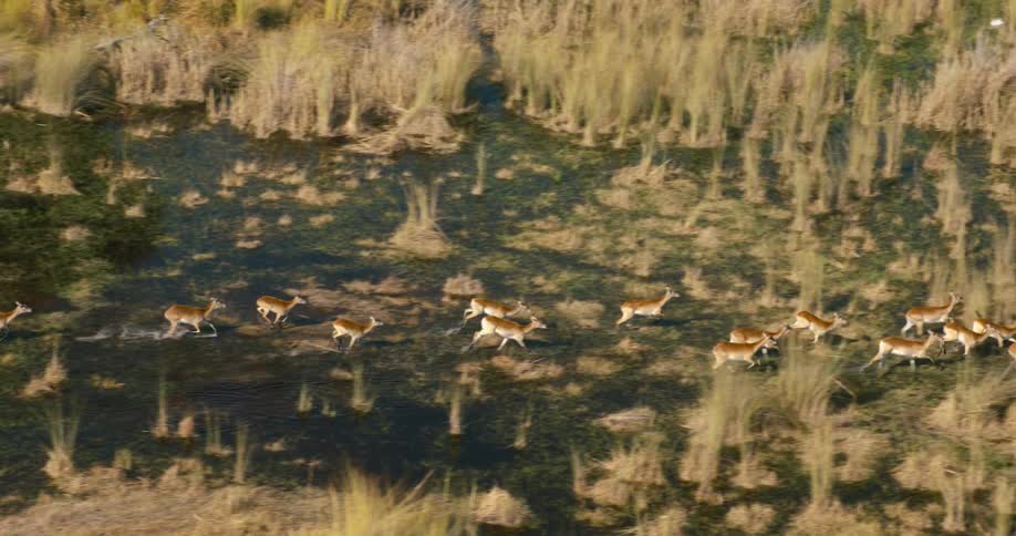 Red lechwes antelopes running through lakes in a jungle