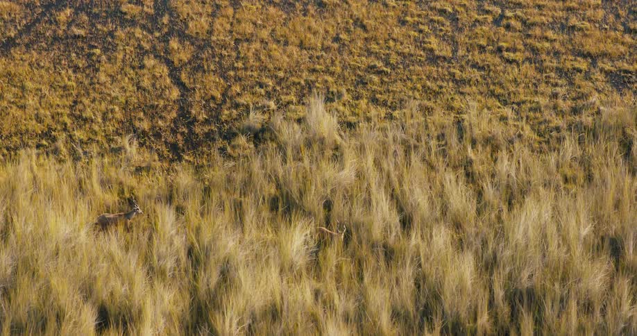 Two rare Sitatunga antelopes walk through tall savanna grasses near a marshy area