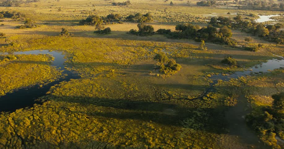 An aerial view of a wetland ecosystem with meandering water bodies and patches of vegetation