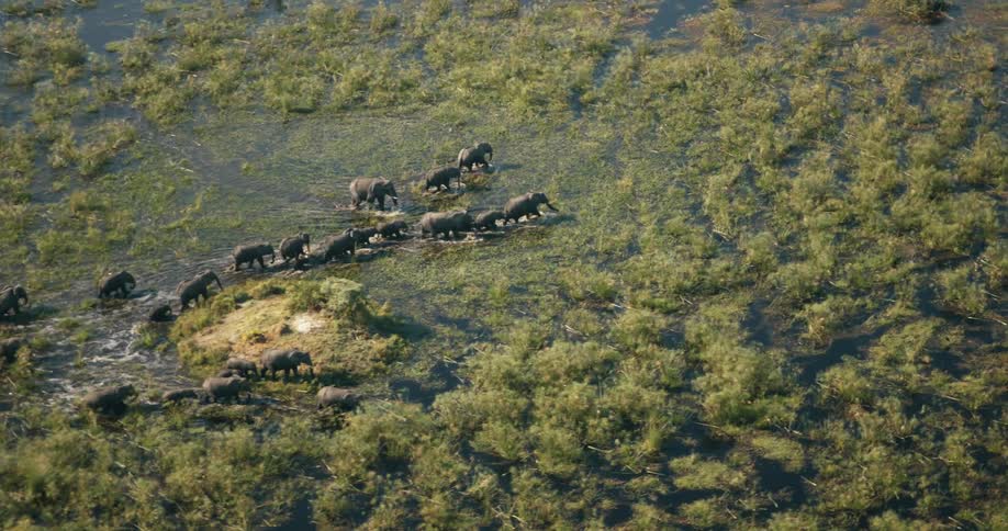 A herd of elephants walk through the swamp on the Okavango Delta