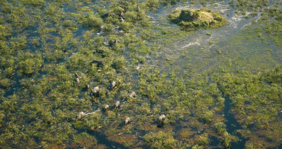 A herd of elephants walking in the shallow water of the swamp