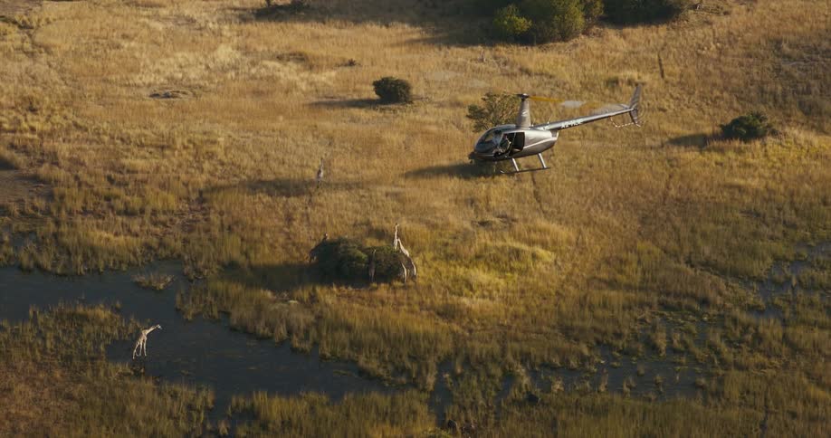Aerial view from a helicopter close to a giraffe that is in a lake in the jungle