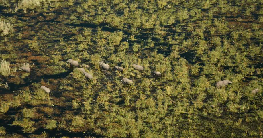 A herd of elephants walk through the swamp
