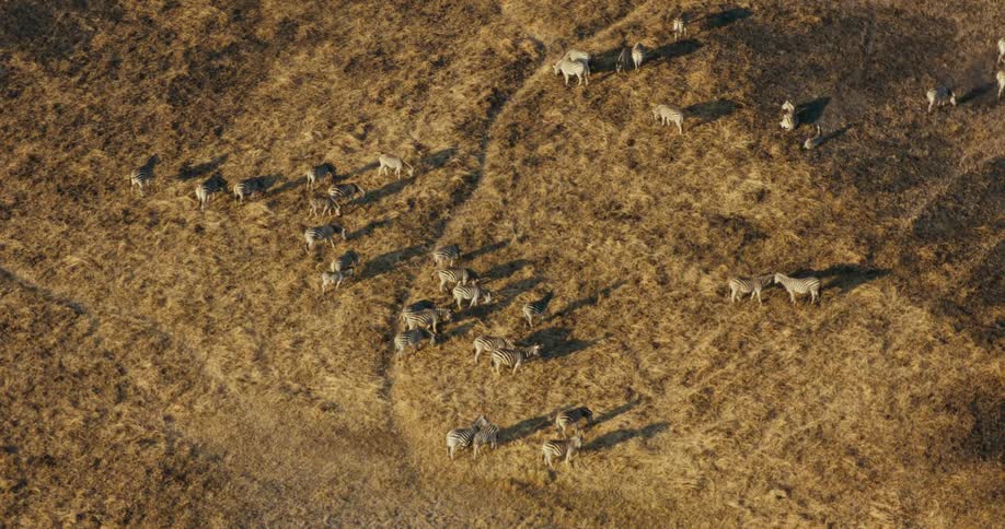 A group of zebra are grazing on the field