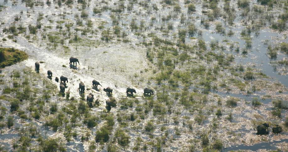 Aerial panorama of elephants crossing an extensive lake in the jungle on the Okavango Delta