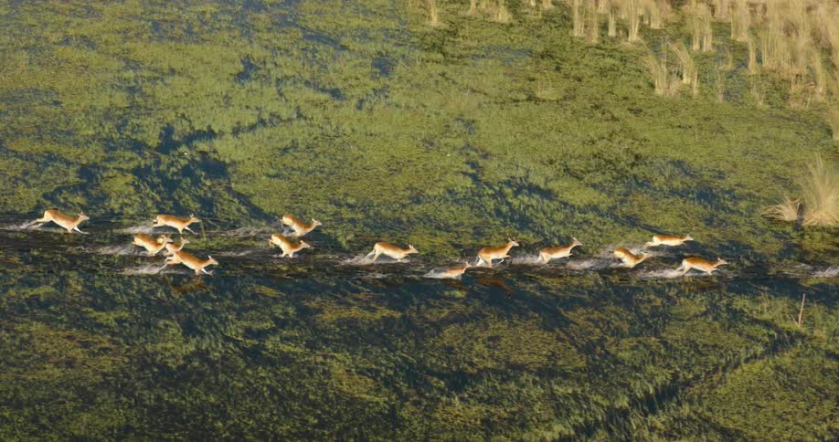 A herd of red lechwes antelopes run through the swamp