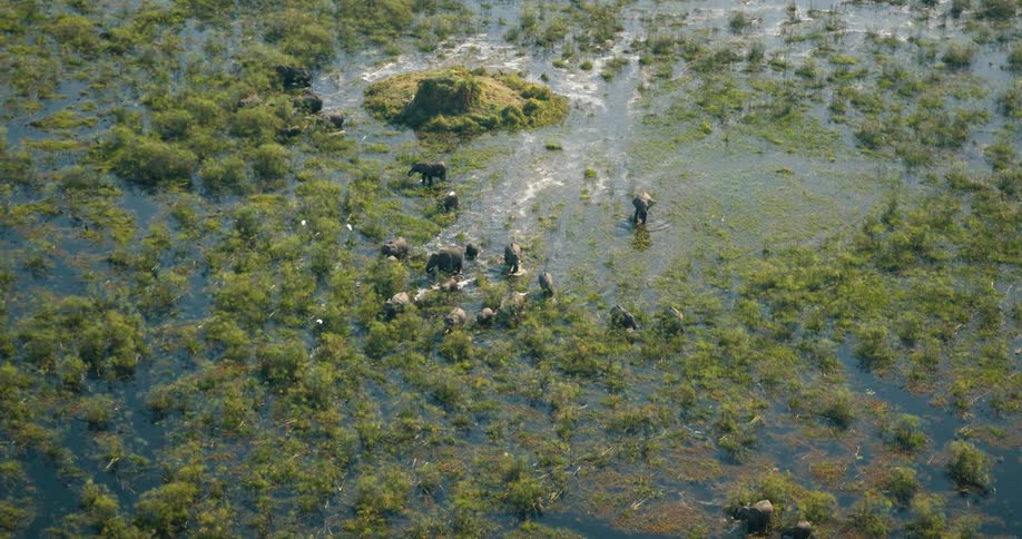 Birds fly over the herd of elephants in the swamp