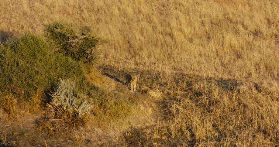 Aerial of lion standing on the savanna and looking around