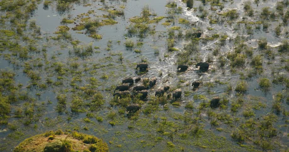 A herd of elephants walk through the swamp water on the Okavango Delta
