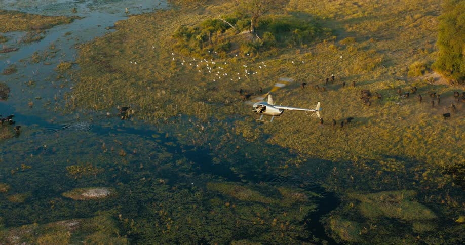 A small helicopter flying over a region with some animals coming out of a swamp with water and some white birds flying nearby