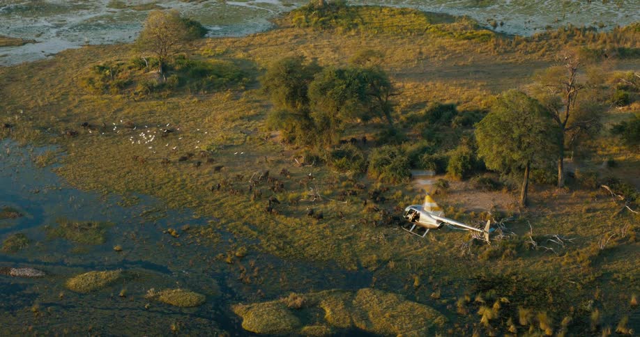 Aerial view of a helicopter flying over cape buffaloes on the Okavango Delta