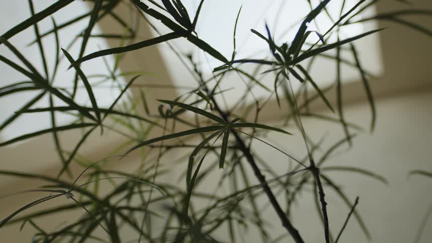 Green plant inside a house