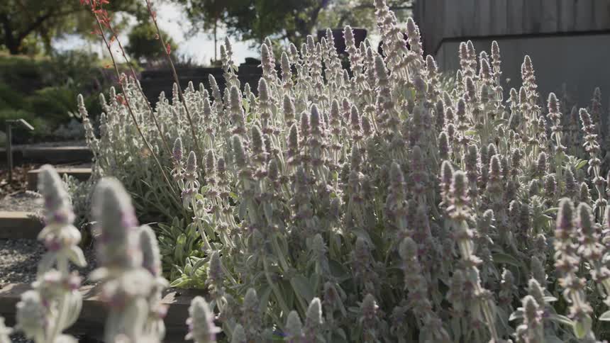 A garden bed filled with dense tall flowering plants possibly lavender