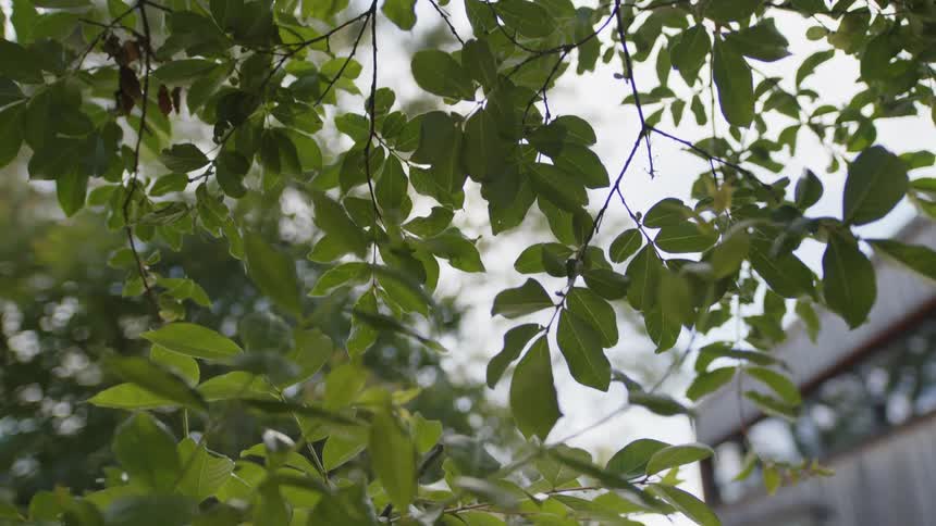 Branches and leaves of a tree in the foreground and a house in the background