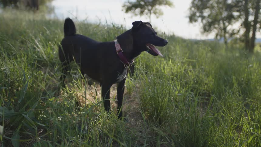 Dog with a collar in a greenish field