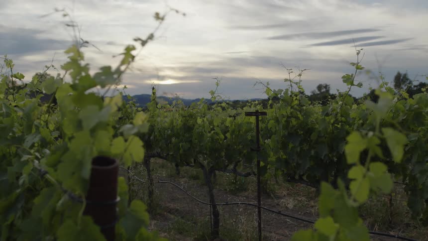 Planting grapes in a field against a cloudy dawn sky