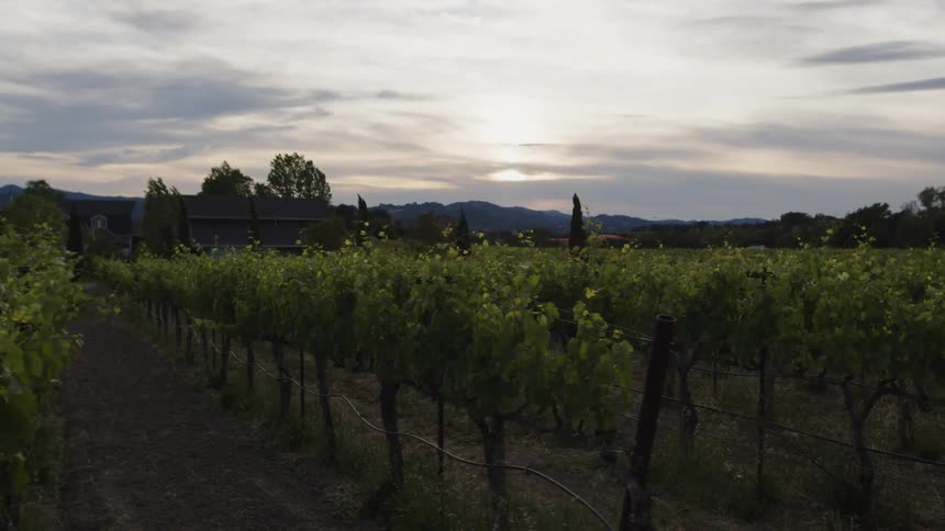 A vineyard with neat rows of grapevines stretching across the landscape