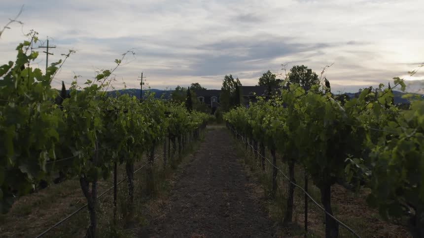 Field with dividers and grape plantations