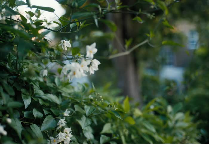 Closeup on white flowers in a garden