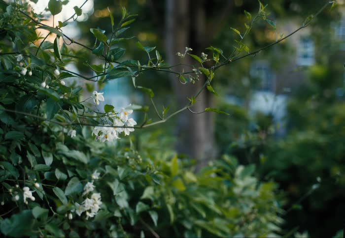 Garden with green leaves trees and white flowers