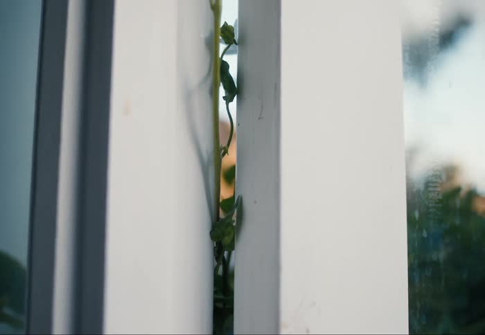 Climbing plant on the wooden part of a whitish door