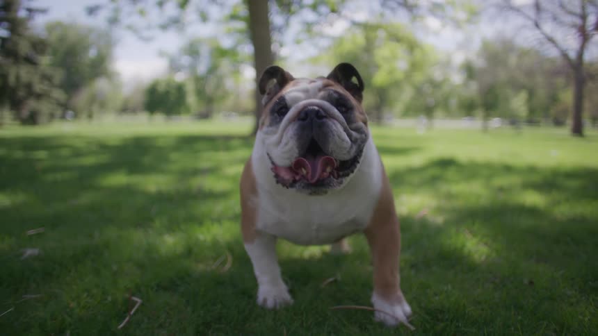 A bulldog stands on grass wearing a collar on a sunny day in the park
