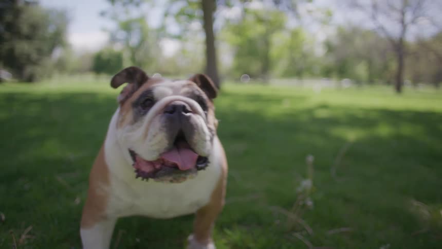 Mediumsized dog walking on the grass in a park