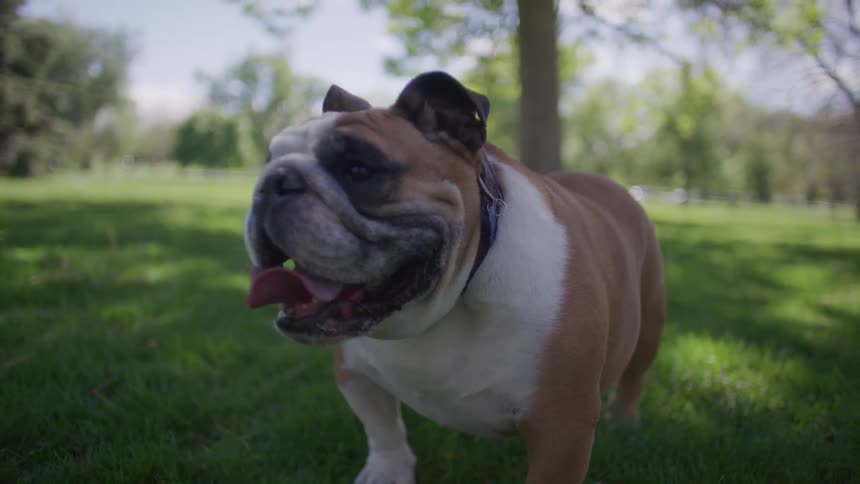 Bulldog with tongue out while in a park