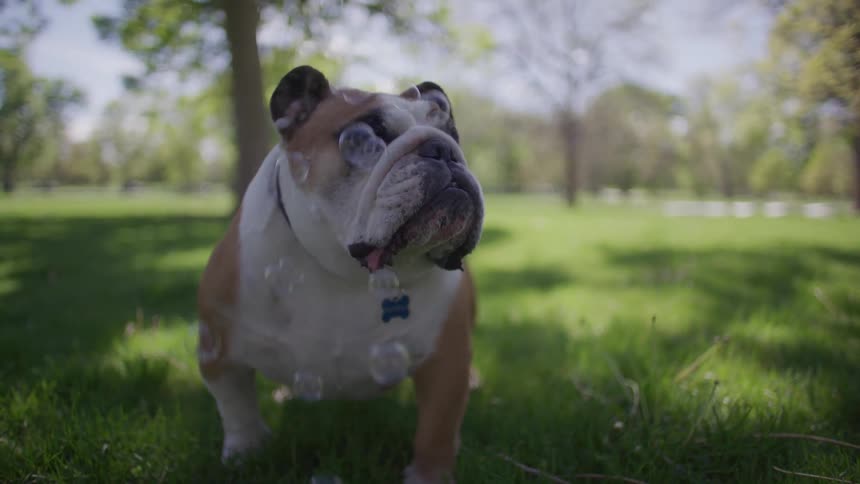 Soap bubbles flying over a mediumsized dog on the grass in a park
