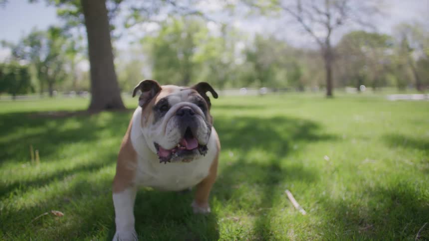 A bulldog walking toward the camera with its tongue out in a grassy area