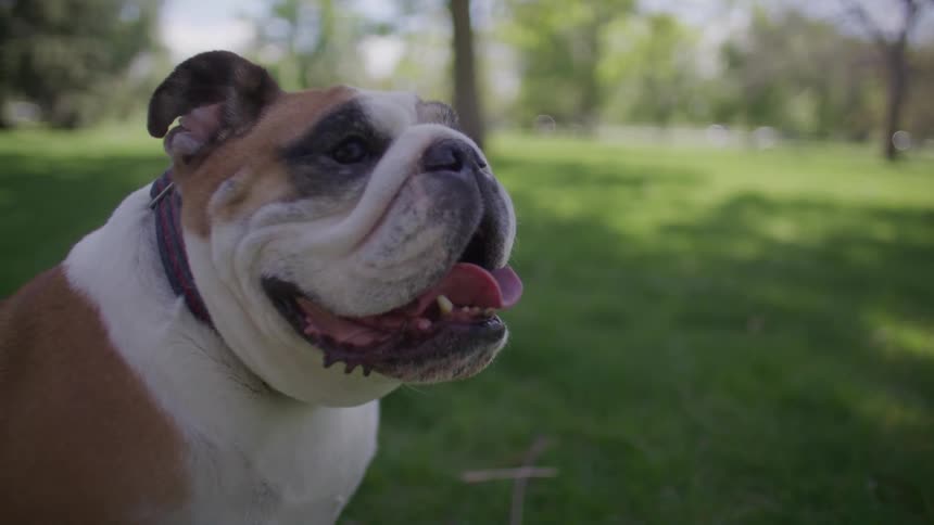 Closeup of a bulldog sitting in the grass outside