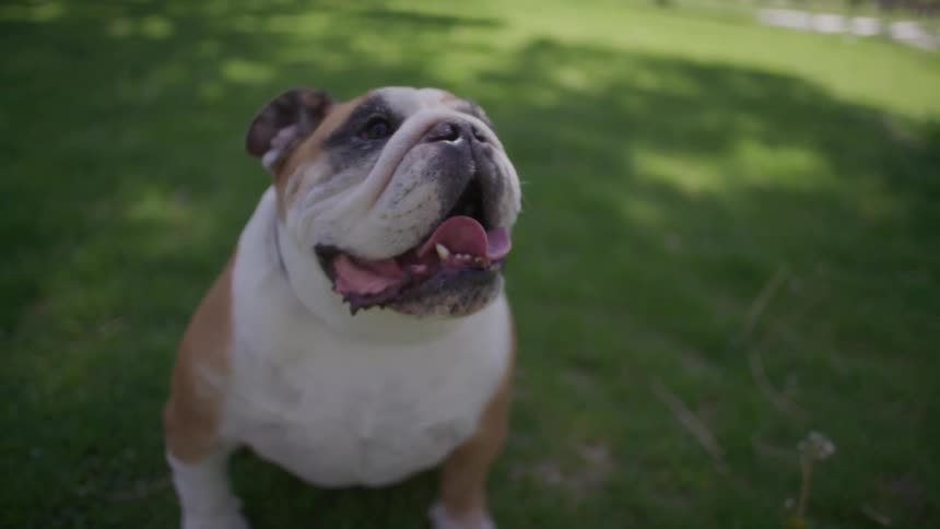 Bulldog with his tongue out while standing in a park on the grass