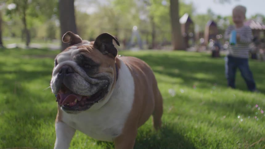 Bulldog walking on the grass and in the background a blonde child behind