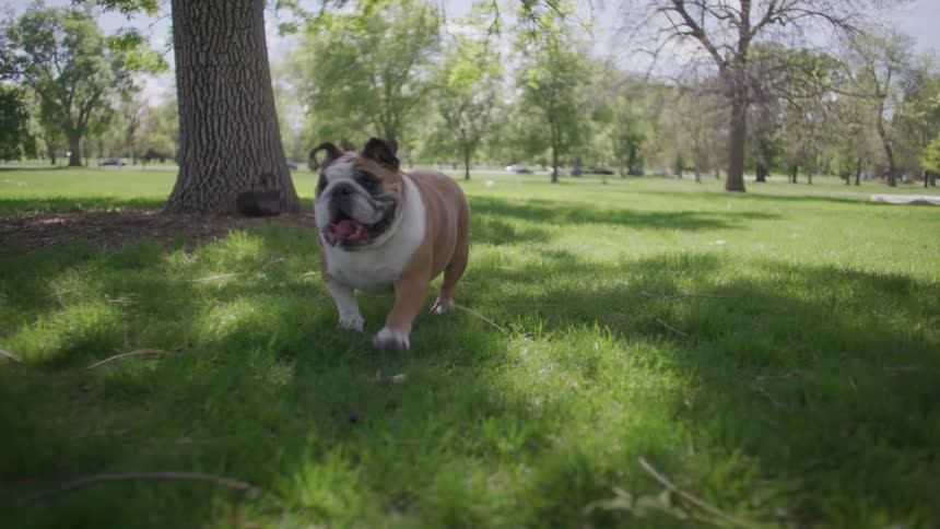 Bulldog walking on the grass in a park