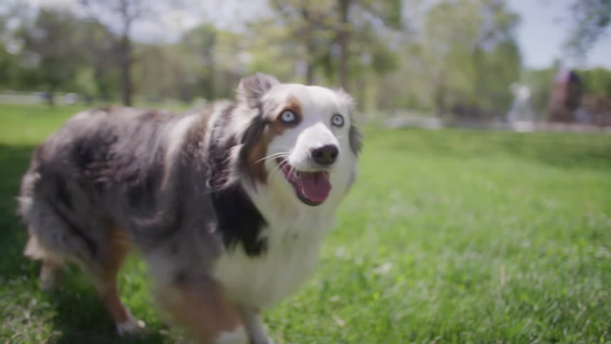 Dog walking on the grass in a park