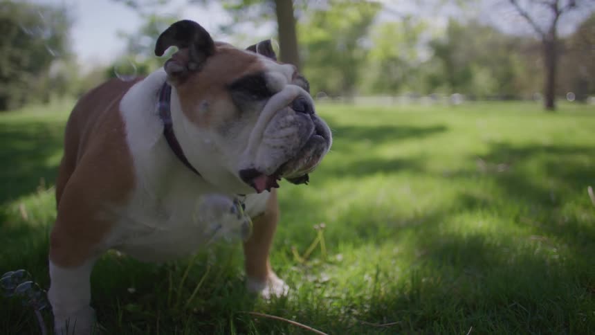 Soap bubbles falling on a bulldog in the park