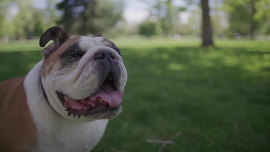 Bulldog with its tongue out in a park with grass