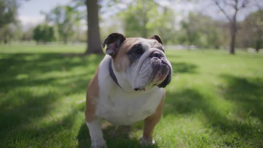 Bulldog with tongue out in a park with grass and trees