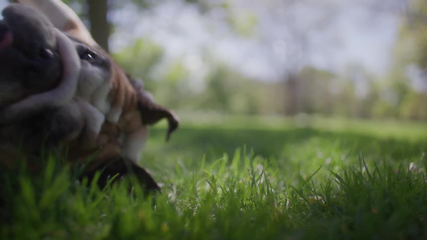 Dog lying on the grass in a park