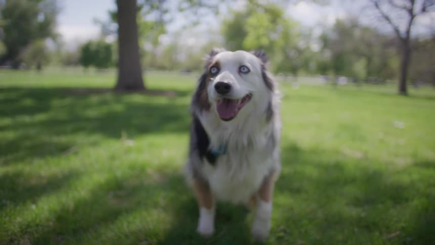 Dog with light eyes walking in the grass
