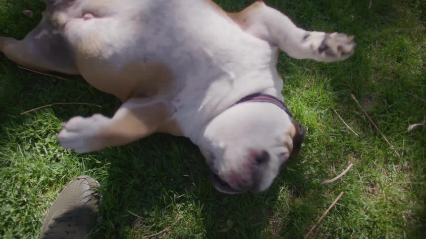 Dog lying on the grass and rolling its body