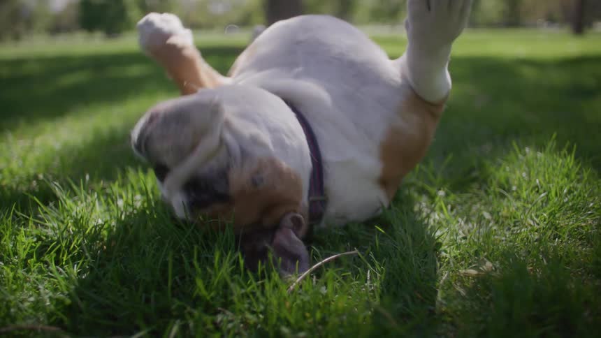 Closeup of a bulldog rolling over in the grass